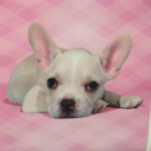 Meet your Posher, Ella